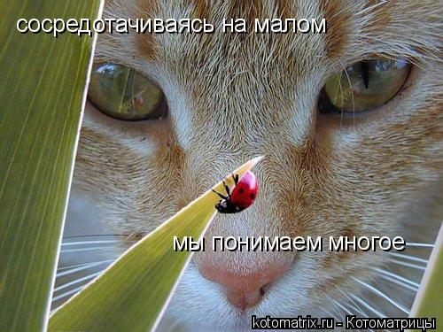 Котоматрица: сосредотачиваясь на малом мы понимаем многое