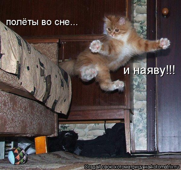 Котоматрица: полёты во сне... и наяву!!!