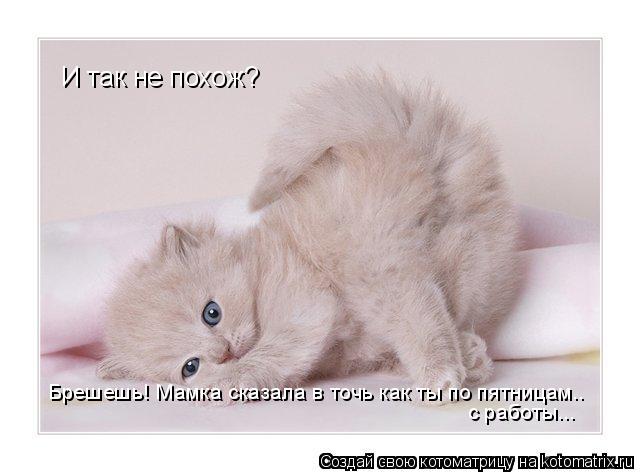 И так не похож? Брешешь! Мамка сказала в точь как ты по пятницам.. с работы...... Котоматрица: И так не похож? Брешешь! Мамка сказала в точь как ты по пятницам.. с работы...