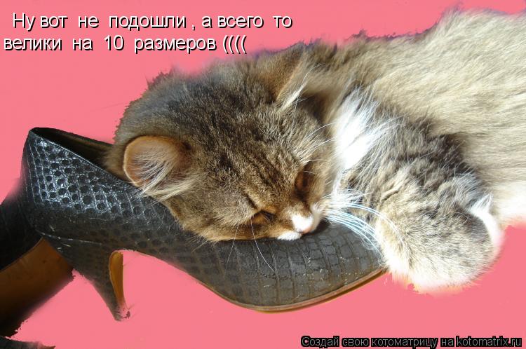 Котоматрица: Ну вот  не  подошли , а всего  то велики  на  10  размеров ((((