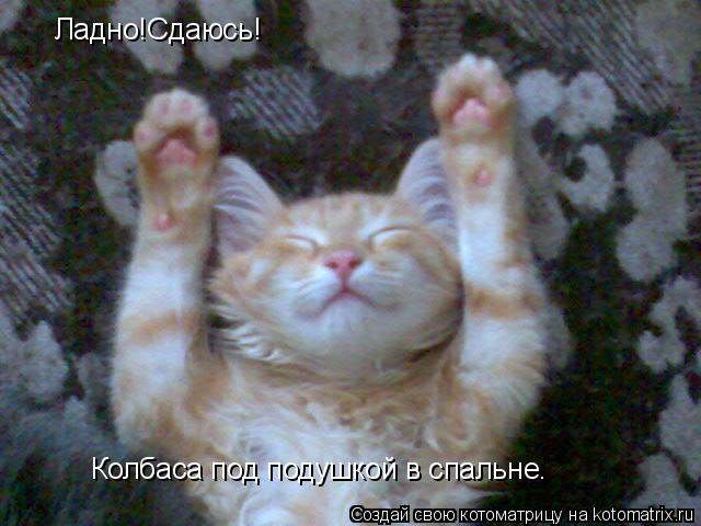 Котоматрица: Ладно!Сдаюсь! Колбаса под подушкой в спальне.