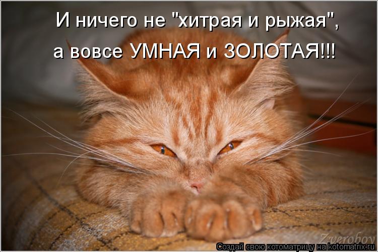 Котоматрица: И ничего не "хитрая и рыжая", а вовсе УМНАЯ и ЗОЛОТАЯ!!!