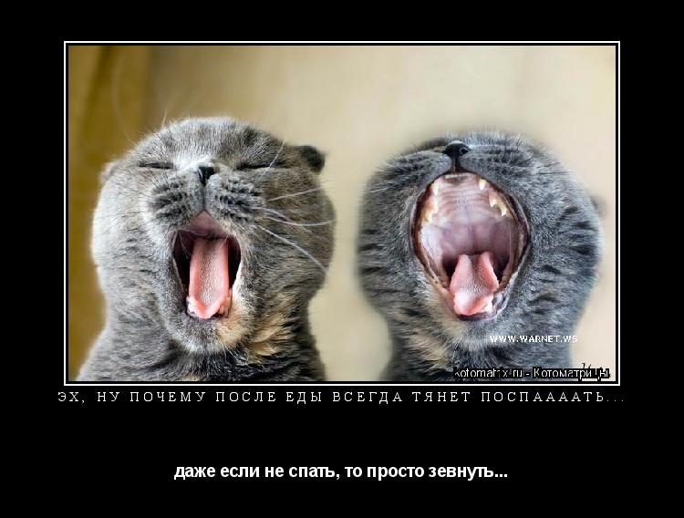 Эх, ну почему после еды всегда тянет поспаааать... даже если не спать, то просто зевнуть...... Котоматрица: Эх, ну почему после еды всегда тянет поспаааать... даже если не спать, то просто зевнуть...