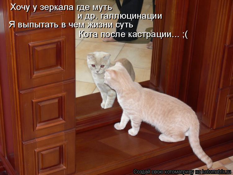 Хочу у зеркала где муть и др. галлюцинации Я выпытать в чем жизни суть Кота после кастрации... ;(... Котоматрица: Хочу у зеркала где муть и др. галлюцинации Я выпытать в чем жизни суть Кота после кастрации... ;(