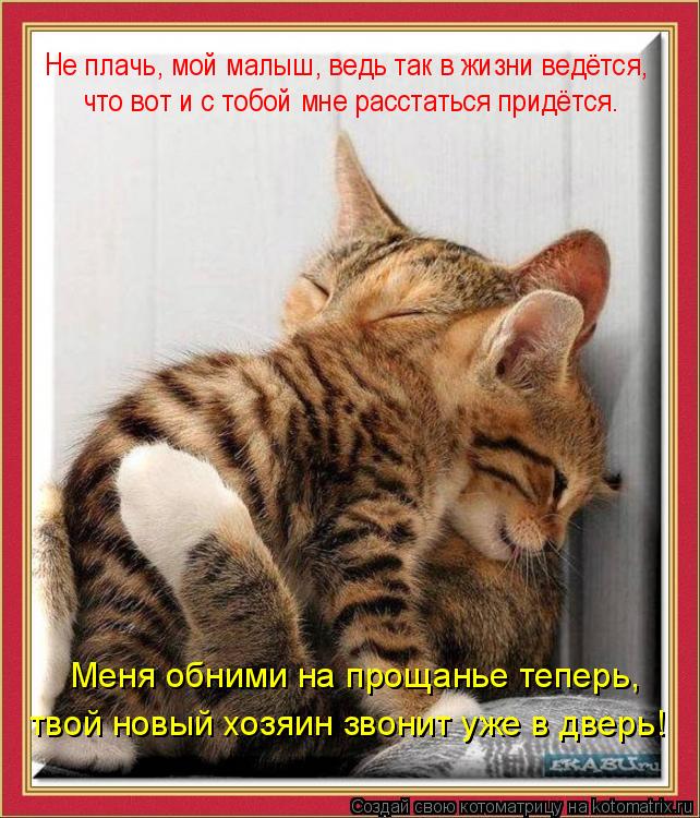 Котоматрица: Не плачь, мой малыш, ведь так в жизни ведётся, что вот и с тобой мне расстаться придётся. Меня обними на прощанье теперь, твой новый хозяин зв