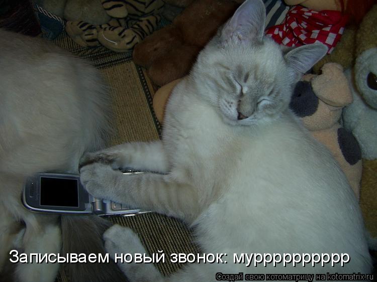 Котоматрица: Записываем новый звонок: мурррррррррр