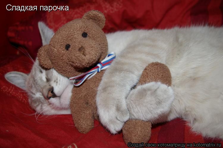 Котоматрица: Сладкая парочка