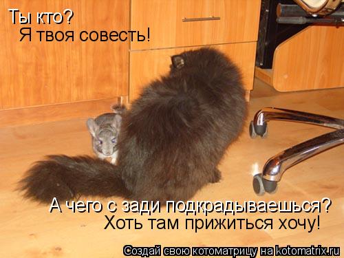 Котоматрица: Ты кто? Я твоя совесть! А чего с зади подкрадываешься? Хоть там прижиться хочу!