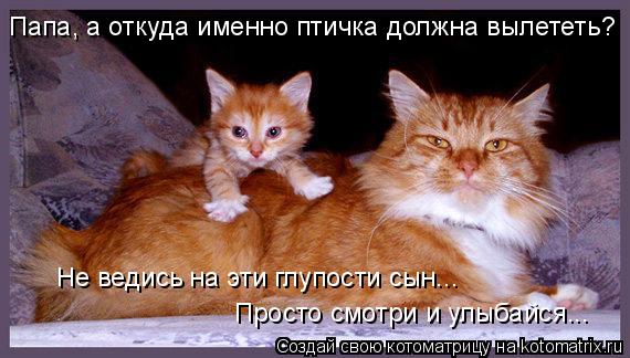 Котоматрица: Папа, а откуда именно птичка должна вылететь? Не ведись на эти глупости сын... Просто смотри и улыбайся...