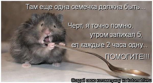 Котоматрица: Черт, я точно помню, утром запихал 5, ел каждые 2 часа одну... Там еще одна семечка должна быть... ПОМОГИТЕ!!!