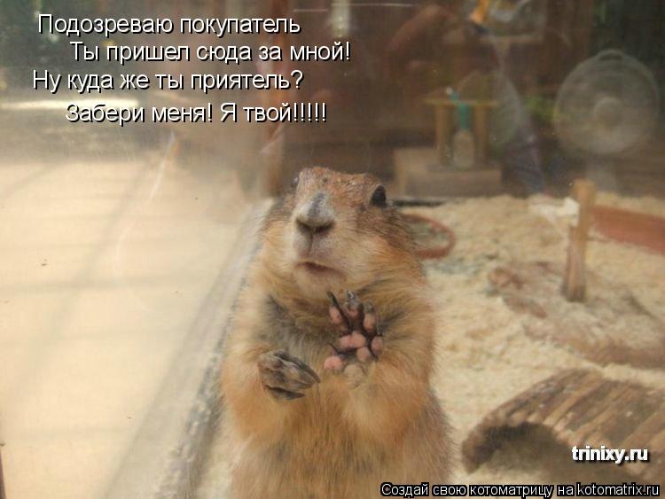Котоматрица: Подозреваю покупатель Ты пришел сюда за мной! Ну куда же ты приятель? Забери меня! Я твой!!!!!
