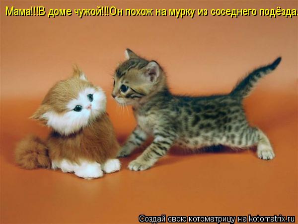 Мама!!! Мама!!!В доме чужой!!!Он похож на мурку из соседнего подёзда...... Котоматрица: Мама!!! Мама!!!В доме чужой!!!Он похож на мурку из соседнего подёзда...