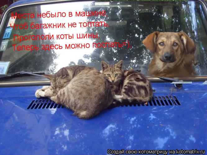 Места небыло в машине, Чтоб багажник не топтать, Прогололи коты шины, Теперь здесь можно поспать=),... Котоматрица: Места небыло в машине, Чтоб багажник не топтать, Прогололи коты шины, Теперь здесь можно поспать=),