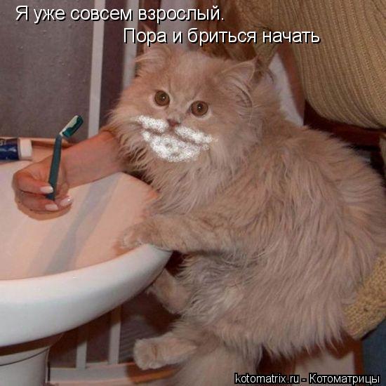 Котоматрица: Я уже совсем взрослый. Пора и бриться начать