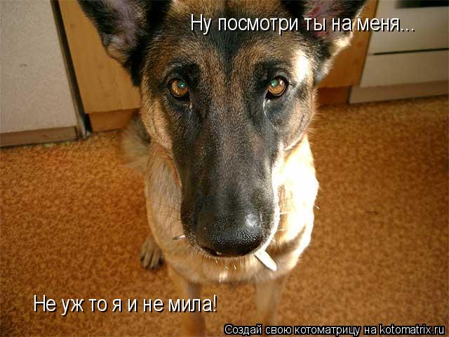 Котоматрица: Ну посмотри ты на меня... Не уж то я и не мила!
