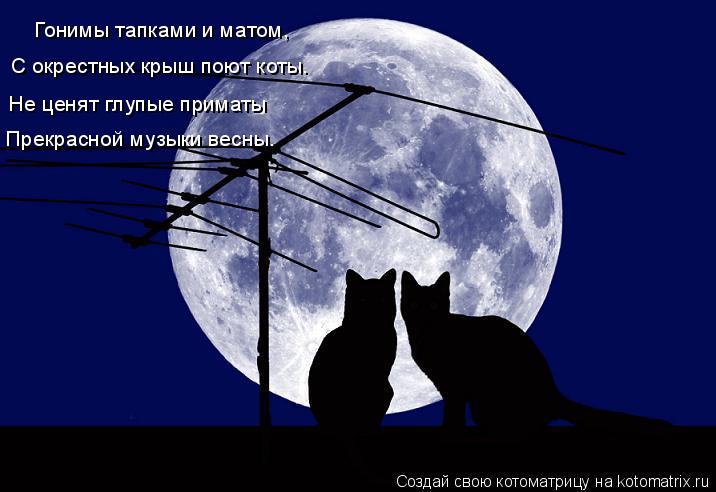 Котоматрица: Гонимы тапками и матом, С окрестных крыш поют коты. Не ценят глупые приматы Прекрасной музыки весны.