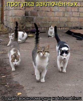 Котоматрица: ..прогулка заключённых...