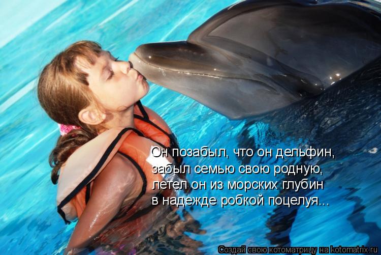 Котоматрица: Он позабыл, что он дельфин, забыл семью свою родную, летел он из морских глубин в надежде робкой поцелуя...