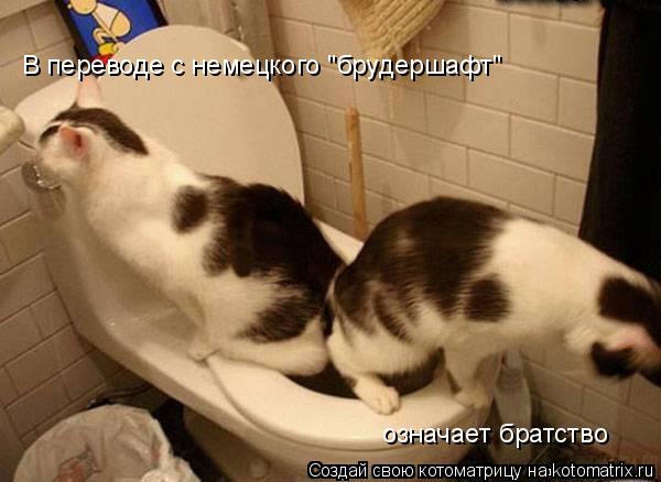 Котоматрица: В переводе с немецкого "брудершафт" означает братство