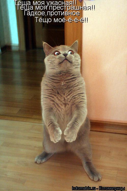 Котоматрица: Тёща моя ужасная!! Тёща моя престрашная!! Гадкое,противное Тёщо моё-ё-ё-ё!!
