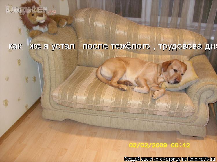 Котоматрица: как   же я устал   после тежёлого , трудовова дня!