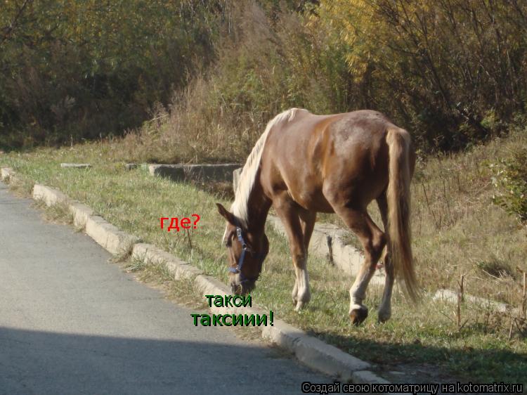 Котоматрица: такси таксиии! где?