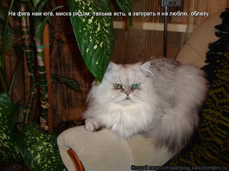 Котоматрица: На фига нам юга, миска рядом, пальма есть, а загорать я не люблю, облезу.