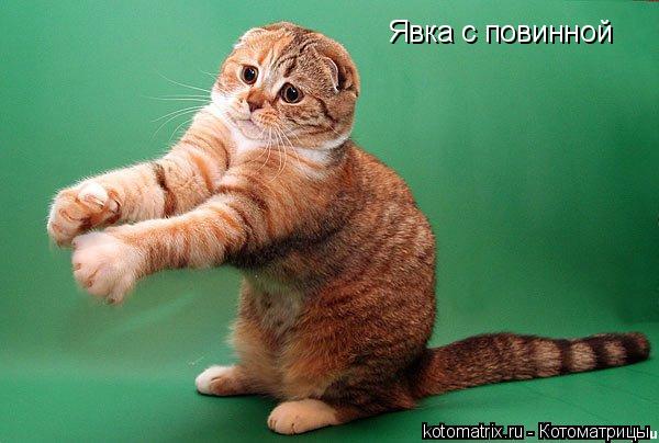 Котоматрица: Явка с повинной
