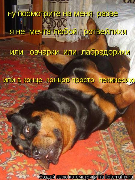 Котоматрица: ну посмотрите на меня  разве  или   овчарки  или  лабрадорихи я не  мечта любой   ротвейлихи  или в конце  концов просто  пекинесихи