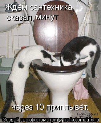 Котоматрица: Ждём сантехника, сказал, минут через 10 приплывёт.