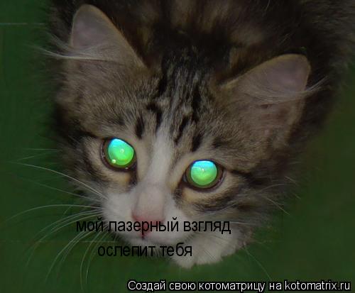 Котоматрица: мой лазерный взгляд ослепит тебя