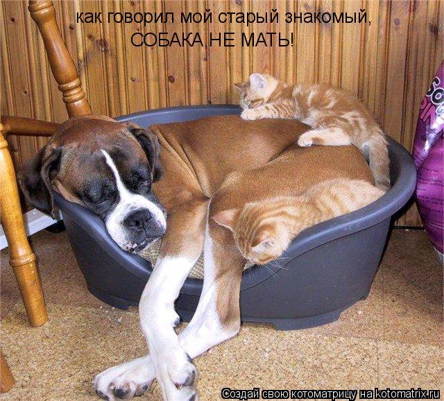 Котоматрица: как говорил мой старый знакомый, СОБАКА,НЕ МАТЬ!