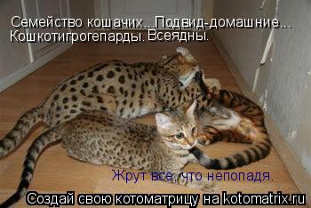 Семейство кошачих...Подвид-домашние... Кошкотигрогепарды. Всеядны. Жрут все, что непопадя.... Котоматрица: Семейство кошачих...Подвид-домашние... Кошкотигрогепарды. Всеядны. Жрут все, что непопадя.