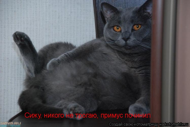 Сижу, никого не трогаю, примус починил... Котоматрица: Сижу, никого не трогаю, примус починил