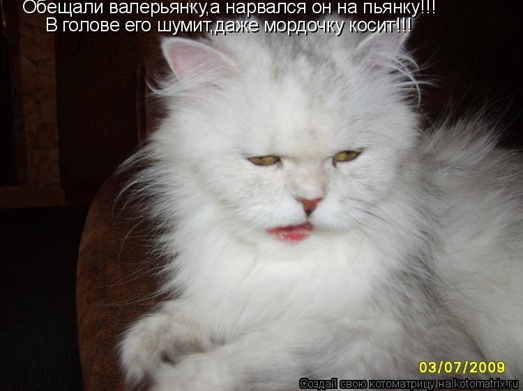Котоматрица: Обещали валерьянку,а нарвался он на пьянку!!! В голове его шумит,даже мордочку косит!!!