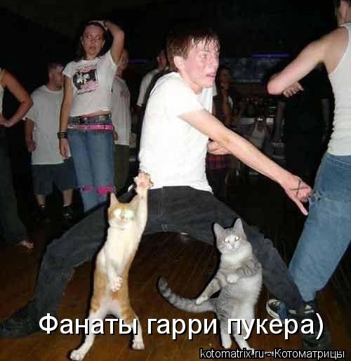 Котоматрица: Фанаты гарри пукера)