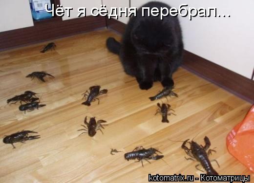 Котоматрица: Чёт я сёдня перебрал...