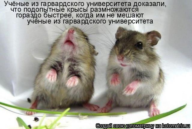 Котоматрица: Учёные из гарвардского университета доказали, что подопытные крысы размножаются  гораздо быстрее, когда им не мешают учёные из гарвардско
