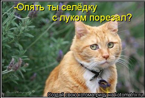 -Опять ты селёдку с луком порезал?... Котоматрица: -Опять ты селёдку с луком порезал?