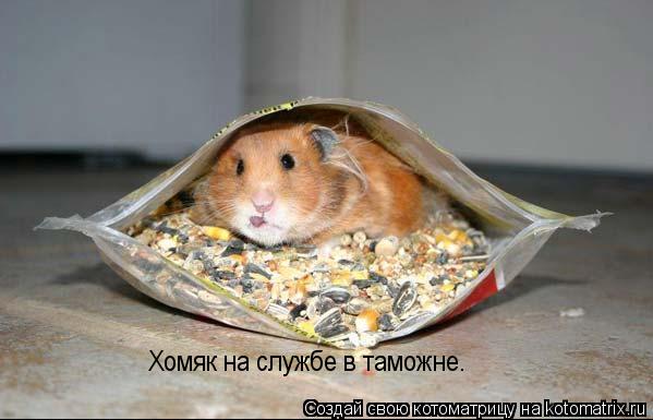 Хомяк на службе в таможне.... Котоматрица: Хомяк на службе в таможне.