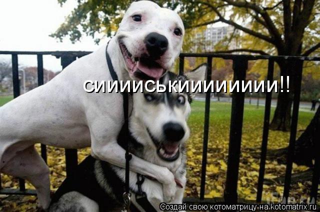 сииииськииииииии!!... Котоматрица: сииииськииииииии!!