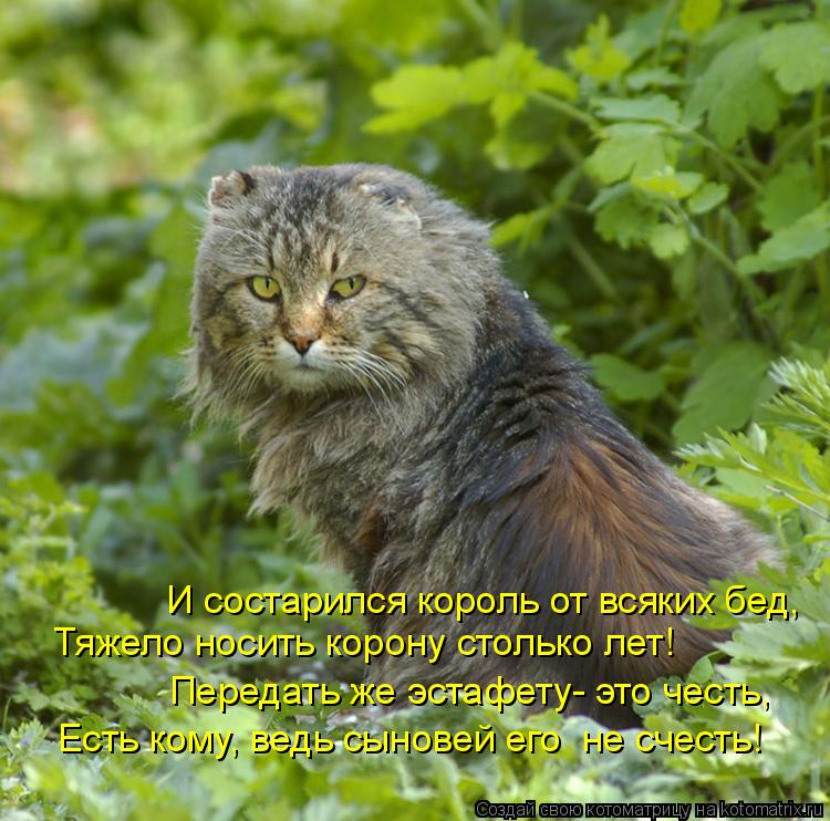 И состарился король от всяких бед, Тяжело носить корону столько лет! Передать же эстафету- это честь,... Котоматрица: И состарился король от всяких бед, Тяжело носить корону столько лет! Передать же эстафету- это честь, Есть кому, ведь сыновей его не счесть!