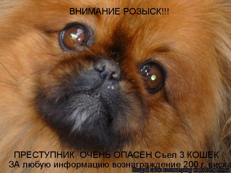 ВНИМАНИЕ РОЗЫСК!!! ПРЕСТУПНИК ОЧЕНЬ ОПАСЕН Съел 3 КОШЕК ЗА любую информацию вознаграждение 200 г. ви... Котоматрица: ВНИМАНИЕ РОЗЫСК!!! ПРЕСТУПНИК ОЧЕНЬ ОПАСЕН Съел 3 КОШЕК ЗА любую информацию вознаграждение 200 г. вискаса