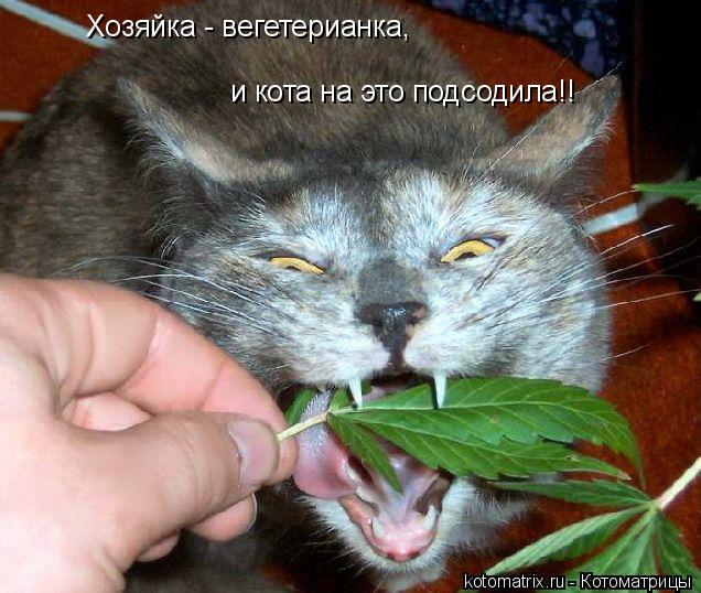 Хозяйка - вегетерианка, и кота на это подсодила!!... Котоматрица: Хозяйка - вегетерианка, и кота на это подсодила!!
