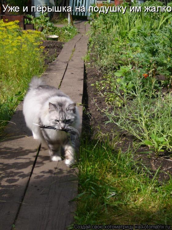 Уже и пёрышка на подушку им жалко... Котоматрица: Уже и пёрышка на подушку им жалко