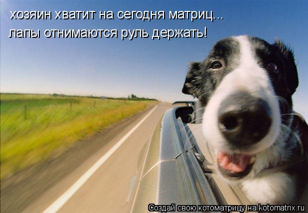 хозяин хватит на сегодня матриц... лапы отнимаются руль держать!... Котоматрица: хозяин хватит на сегодня матриц... лапы отнимаются руль держать!