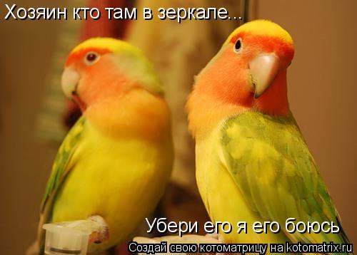 Хозяин кто там в зеркале... Убери его я его боюсь... Котоматрица: Хозяин кто там в зеркале... Убери его я его боюсь