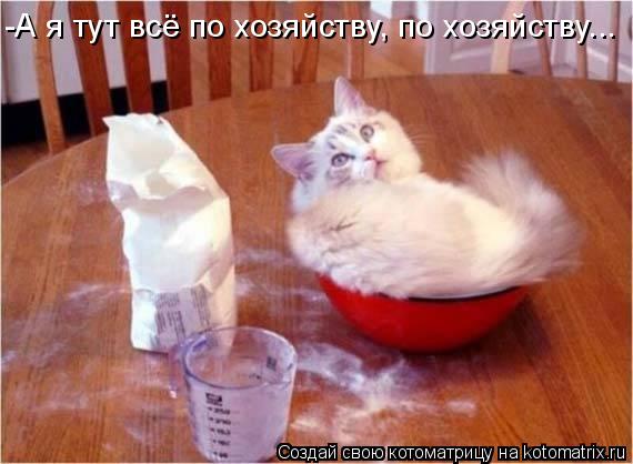 -А я тут всё по хозяйству, по хозяйству...... Котоматрица: -А я тут всё по хозяйству, по хозяйству...