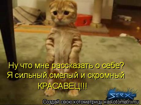 Ну что мне рассказать о себе? Я сильный,смелый и скромный КРАСАВЕЦ!!!... Котоматрица: Ну что мне рассказать о себе? Я сильный,смелый и скромный КРАСАВЕЦ!!!