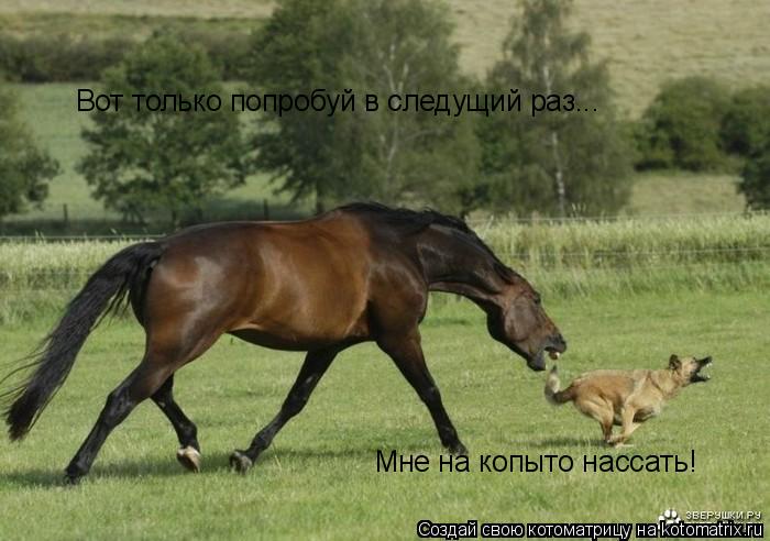 Котоматрица: Вот только попробуй в следущий раз мне  Вот только попробуй в следущий раз... Мне на копыто нассать!